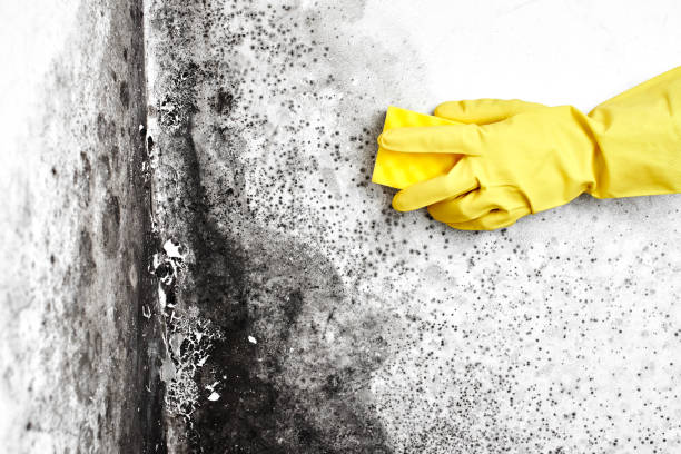 Best Same-Day Mold Removal  in Dock Junction, GA