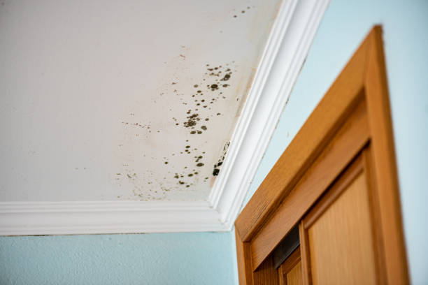 Best Local Mold Removal Service  in Dock Junction, GA