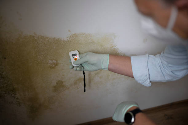 Best Black Mold Removal  in Dock Junction, GA