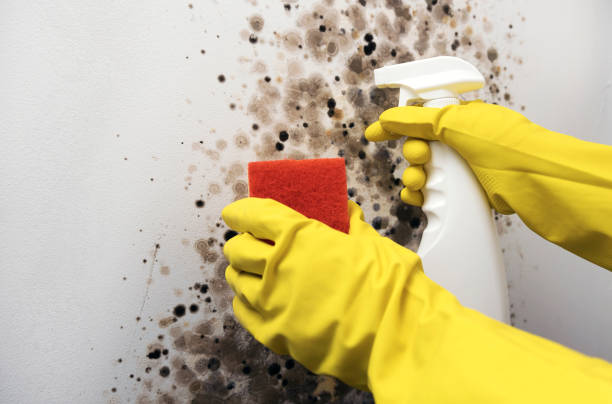 Best Attic Mold Removal  in Dock Junction, GA