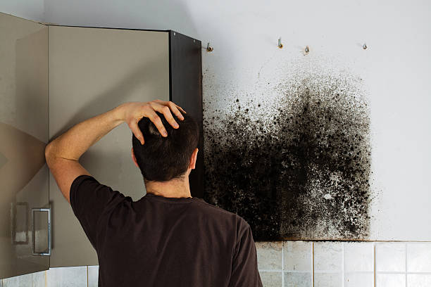 Best Mold Damage Repair  in Dock Junction, GA