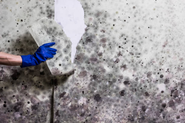 Best Commercial Mold Removal  in Dock Junction, GA