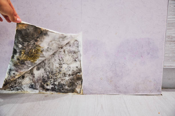 Best Home Mold Removal  in Dock Junction, GA